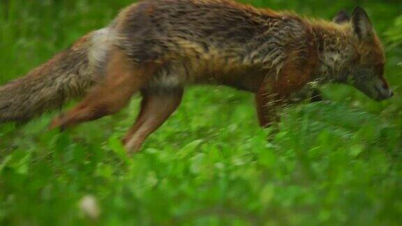 千岛群岛的狐狸