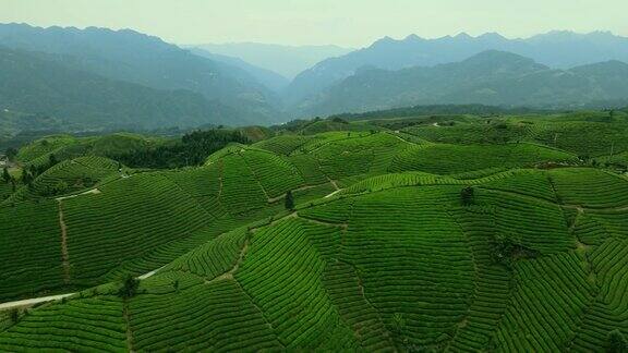 鸟瞰山上的茶园