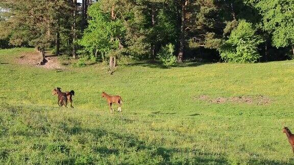 绿色草地上奔跑的小马驹
