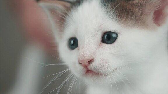 美丽可爱的白色小猫肖像