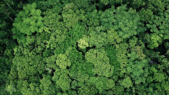 巴西亚马逊热带雨林夏季绿树的无人机鸟瞰图