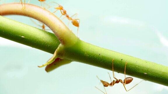 红色的蚂蚁在绿色的树枝上行走