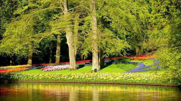 荷兰库肯霍夫花园中盛开的郁金香花坛