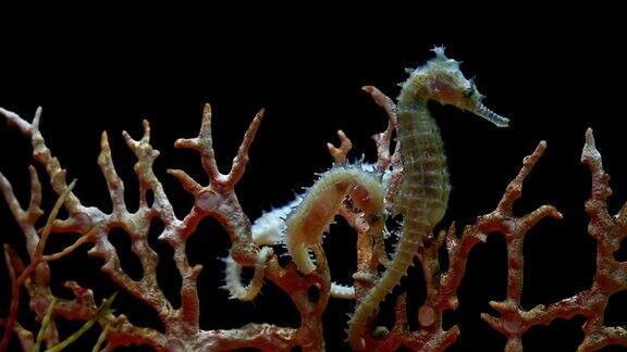 棘手的海马珊瑚