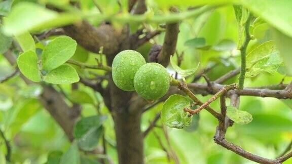 有机种植的新鲜柠檬树
