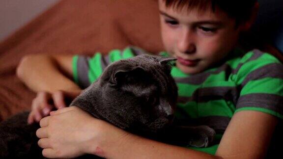 男孩抚摸着一只英国品种的大灰猫