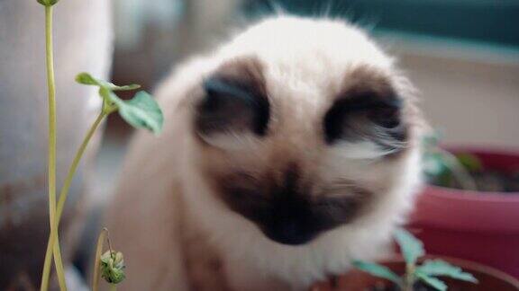 可爱的布娃娃猫与蓝眼睛-猫和室内植物