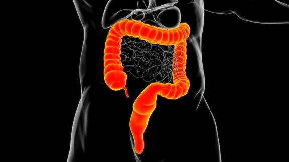 大肠3D插图人体消化系统解剖
