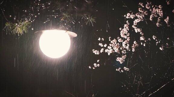 清新的春雨倾泻在黑暗的夜晚樱花和路灯