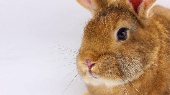 一只毛绒绒的棕色小兔子留着大胡子在灰色的背景上摆动着它的鼻子复活节兔子口套隔离