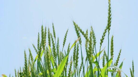 新鲜的小麦在风中摇曳
