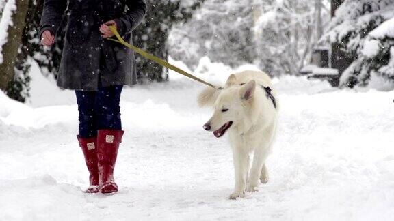 慢动作:下雪时散步的白色牧羊犬