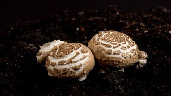 蘑菇生长时间流逝
