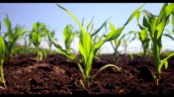 玉米苗开始在田野上生长