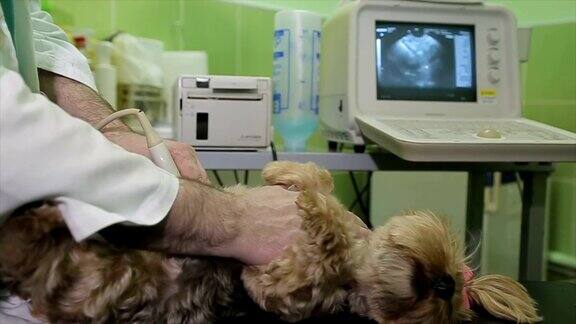 在兽医办公室做超声波扫描的狗狗在兽医诊所放松平静地躺在兽医的桌子上