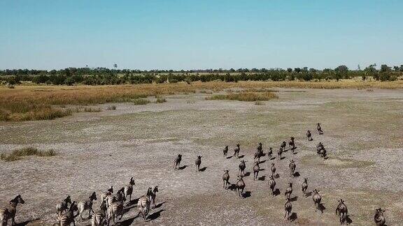 鸟瞰图的一大群羚羊羚羊和斑马放牧和奔跑在奥卡万戈三角洲博茨瓦纳非洲的野牛群