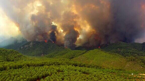 土耳其发生森林火灾