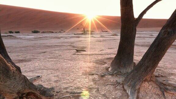 摄影车拍摄纳米布沙漠中的枯树