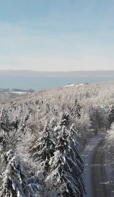 冬天的森林在雪地里被阳光的光芒照亮