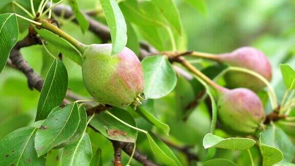 熟透的梨子在树枝上的特写