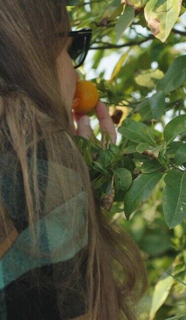 一个女人走到橘子丛前闻了闻一个小橘子垂直视频