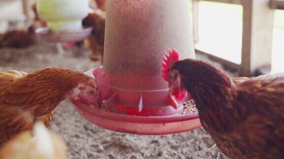 有鸡蛋的母鸡正在农场里吃东西动物的食物