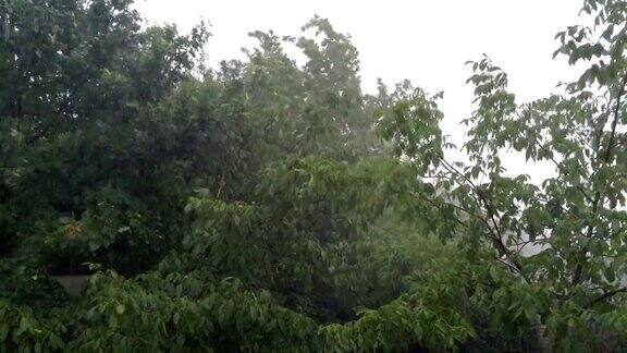 大雨倾盆树木在强风中摇摆