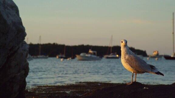 日落时一只海鸥在缅因州波特兰附近的海岸边四处张望背景是小船(大西洋)