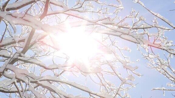 低角度:温暖的冬日阳光透过雪白的树枝映衬着蓝天