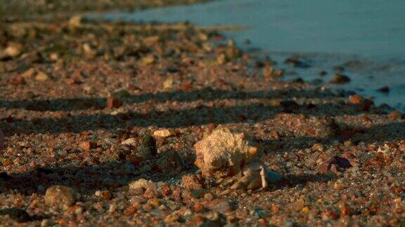 一只寄居蟹从手掌跑到沙滩上