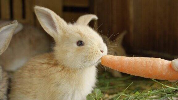 特写:可爱的毛茸茸的浅棕色小兔子正在吃新鲜的大胡萝卜