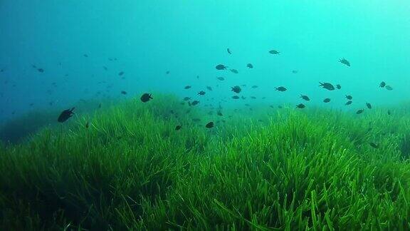 海洋生物-珊瑚礁中有小鱼的水下景观