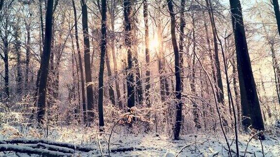 在金色的太阳前雪花飘落在森林里