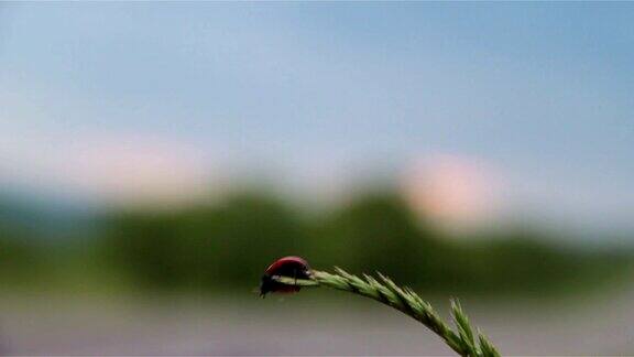 瓢虫在植物上爬行