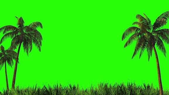 收获设计棕榈树和草地在绿色的背景绿色屏幕为键控和alpha通道