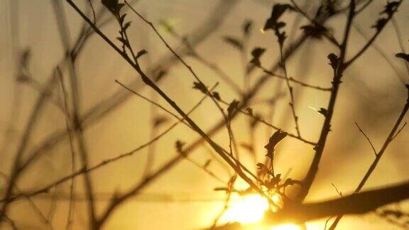 干树枝上的白色背景自然树枝在日落自然景观特写生活方式太阳