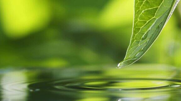 水滴慢慢地从绿叶上落下来溅到湖面上绿水飞溅自然背景绿色自然禅宗背景