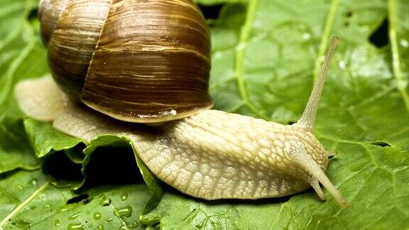 蜗牛吃生菜