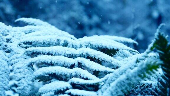 雪花落在草地上