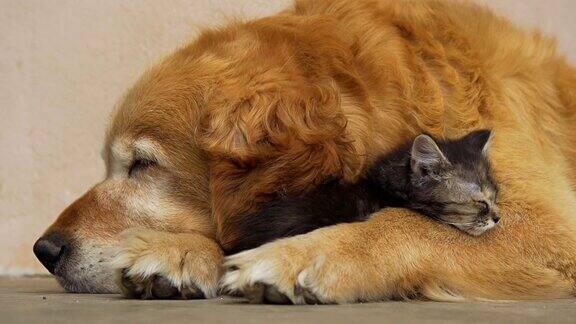 小猫和小狗睡在一起