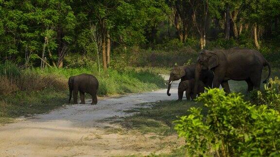 一群亚洲象穿过森林的道路