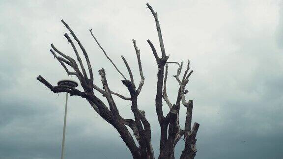 阴天背景下光秃秃的树枝令人毛骨悚然光秃秃的树枝展现出神秘而恐怖的大自然景象黑色的树枝剪影