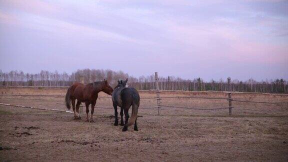 两匹马在紫色夕阳的背景下玩耍