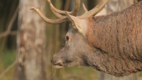 白俄罗斯雄性欧洲马鹿或麋鹿在秋天的森林里吃草马鹿生活在欧洲大部分地区高加索山区亚洲部分地区