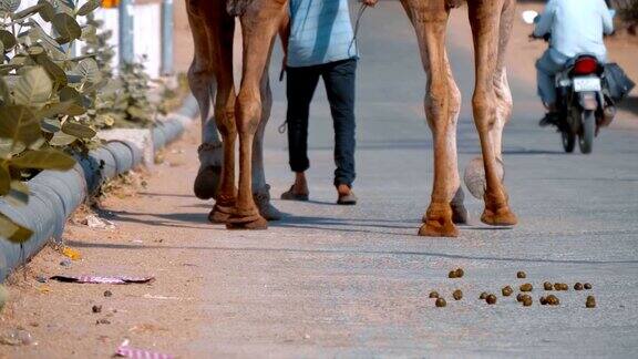 一位年轻的印度人牵着两头骆驼穿过普什卡市的一座河桥