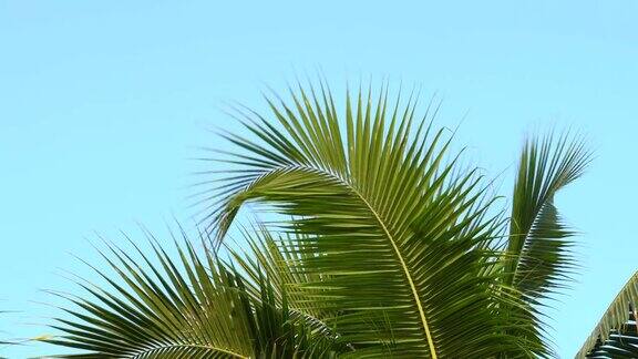 蓝天白云之上的棕榈树