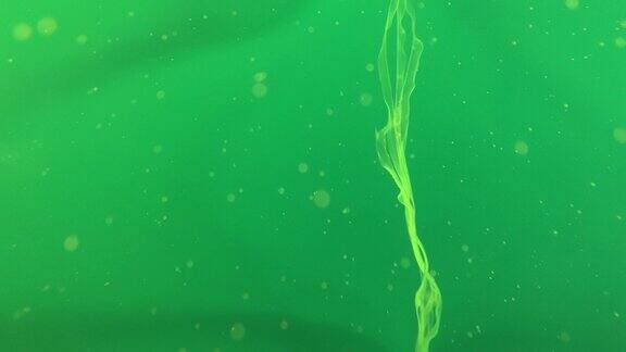 水母在水中自由漫游五彩斑斓的水母是海底世界