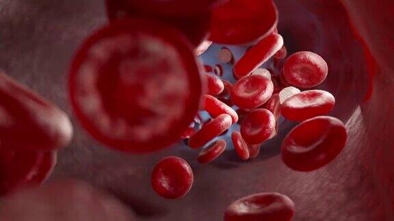 红血球白细胞和静脉