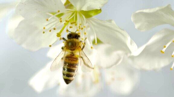 一只食肉蜜蜂降落在一棵樱桃树上白色花朵脆弱的雄蕊上