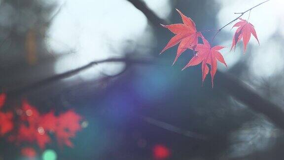 阳光透过红色的枫叶和秋色倾泻而下